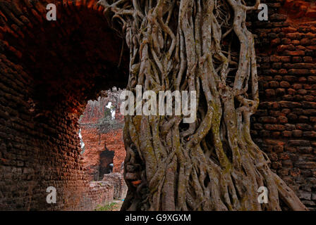 Edificio storico in Ishwaripur, ricoperta da un Indiano Banyan Tree (Ficus benghalensis), Bangladesh. Gennaio 2010. Foto Stock