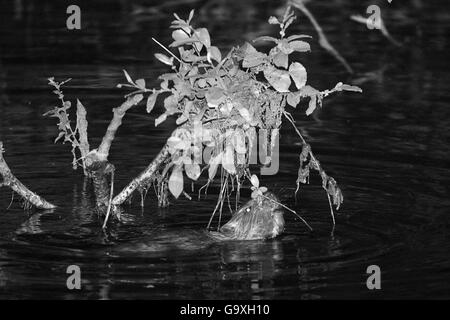 Giovani Eurasian castoro (Castor fiber) kit sniffing di vegetazione a sbalzo di notte. Kit selvatico nato a La lontra di fiume, durante il Devon Beaver Trial, gestito dal Devon Wildlife Trust. Devon, Regno Unito, Agosto 2015. Fotografato tramite infrarossi fotocamera. Foto Stock