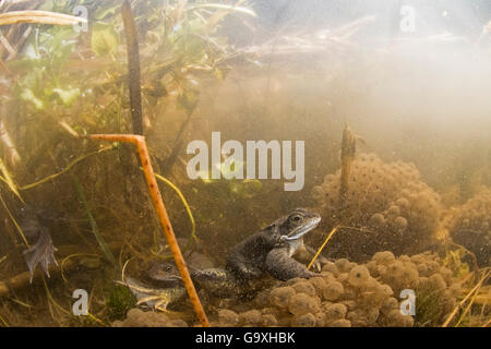 Rana comune (Rana temporaria) e spawn sott'acqua nel laghetto. West Runton, North Norfolk, Inghilterra, Regno Unito, Marzo. Foto Stock