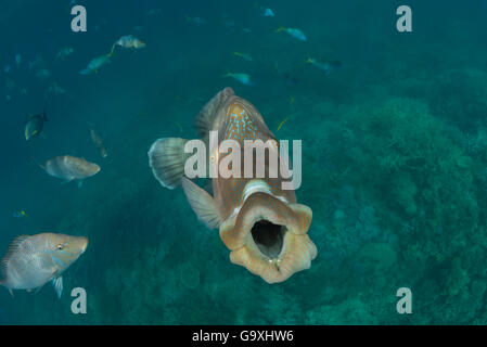 Un pesce napoleone (Cheilinus undulatus) maschio adulto con la bocca aperta a sbadigliare comportamento, eventualmente una forma di comunicazione, della Grande Barriera Corallina, Queensland, Australia. Foto Stock