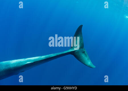 Pigmei balena blu (Balaenoptera musculus brevicauda) di coda, Mirissa, Sri Lanka, Oceano Indiano. Specie in via di estinzione. Sottospecie di balena blu. Foto Stock