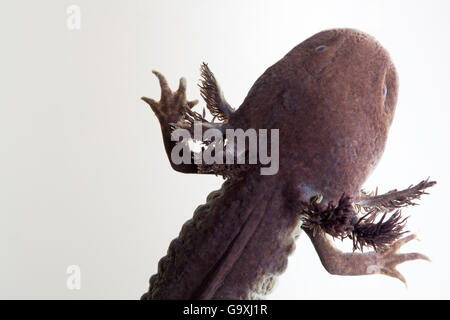 (Axolotl Ambystoma mexicanum), captive. In modo critico le specie in via di estinzione. Foto Stock