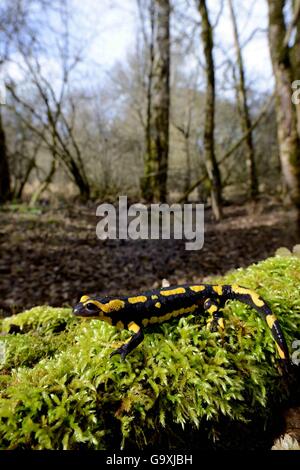 Salamandra pezzata (Salamandra salamandra) in habitat boschivo, Poitou, Francia. Marzo. Foto Stock