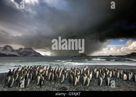 Pinguino reale (Aptenodytes patagonicus) colonia con storm avvicina. Grytviken, Isola Georgia del Sud. Foto Stock