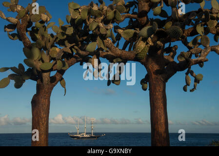 Cactus Opuntia (Opuntia echios var. barringtonensis) e yacht in background, l'isola di Santa Fe. Galapagos. Foto Stock