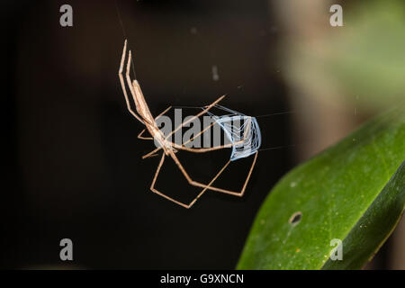 Orco di fronte spider (Deinopis) con grandi ant preda Panguana Riserva, bacino amazzonico, Perù. Foto Stock