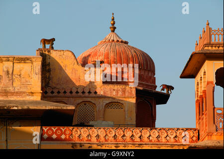 Macaco Rhesus (macaca mulatta) la madre e il bambino seduto sul tetto del palazzo, Jaipur, India. Foto Stock