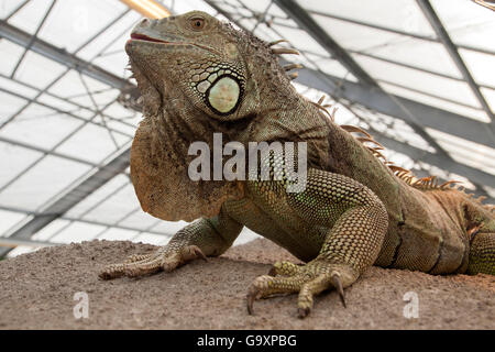 Grande iguana sulla parte anteriore - Natura foto Foto Stock