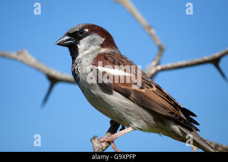 Vicino la foto di un passero con un cielo blu in background Foto Stock
