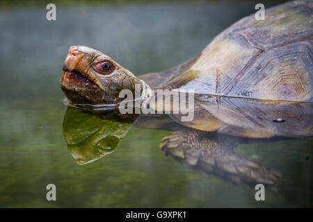 Marrone asiatica tartaruga (Manouria emys) nuoto, Malaysia, Agosto. Foto Stock