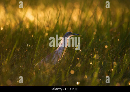 Sgarza ciuffetto (Ardeola ralloides) di Okavango, Botswana. Foto Stock