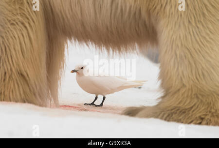 Gabbiano avorio (Pagophila eburnea) dietro orso polare (Ursus maritimus) incorniciata dalle sue gambe, Svalbard, Norvegia, Luglio. Foto Stock