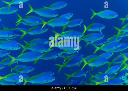 Il blu e il giallo (fusiliers Caesio teres) shoal, della Grande Barriera Corallina, Queensland, Australia. Foto Stock