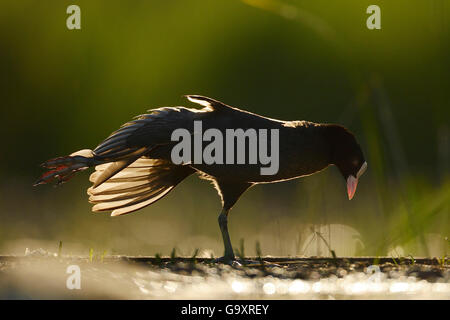 Comune folaga (fulica atra) retroilluminato, stretching ali, Pusztaszer paesaggio protetto, Kiskunsagi, Ungheria, maggio. Foto Stock