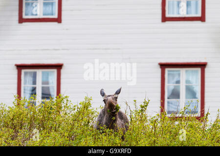 Unione elk / alci (Alces alces) alimentazione vicino a una casa. Troms, Norvegia settentrionale. Maggio Foto Stock