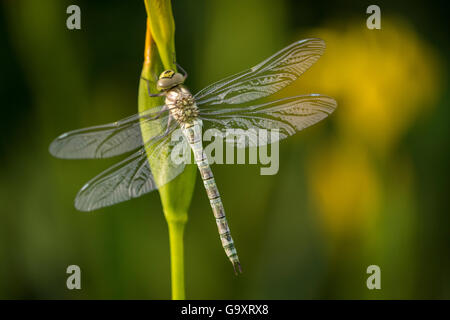 Appena emerse libellula imperatore (Anax imperator) in appoggio sul giallo (iris Iris pseudacorus) Broxwater, Cornwall, Regno Unito. Giugno 2015. Foto Stock