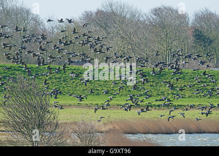 Migratory flock of Brent Geese (Branta bernicla) flying in to feed on coastal pasture, Texel Island, The Netherlands. Foto Stock