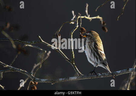 Comune (redpoll Carduelis flammea) alimentazione su coni di ontano in Tartumaa, Estonia, febbraio. Foto Stock