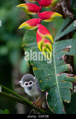 Comune di Scimmia di scoiattolo (Saimiri sciureus) e fiore Heleconia (Heliconia rostrata) Amazon, Perù. Foto Stock