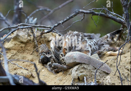 Maschio di Francolino di monte (Tetrastes / Bonasa bonasia) sabbia balneazione, Kuusamo, Finlandia, Giugno. Foto Stock