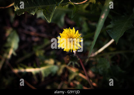 Crescere a prescindere dalle erbacce Foto Stock