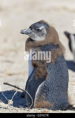 Pinguino africano o nero-footed penguin (Spheniscus demersus), pulcino, a massi colonia, Cape Town, Sud Africa Foto Stock