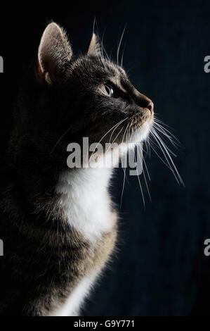 Il gatto domestico, ritratto, sfondo nero Foto Stock