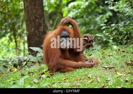 Orangutan di Sumatra (Pongo abelii) nelle foreste pluviali di Sumatra, Indonesia, Asia Foto Stock
