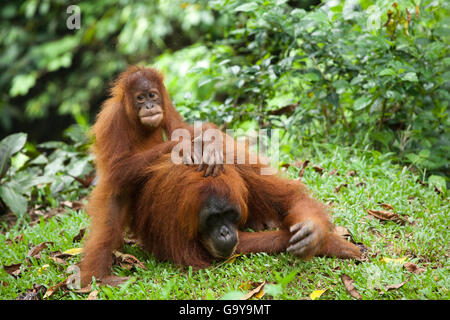 Orangutan di Sumatra (Pongo abelii) con i giovani, nelle foreste pluviali di Sumatra, Indonesia, Asia Foto Stock