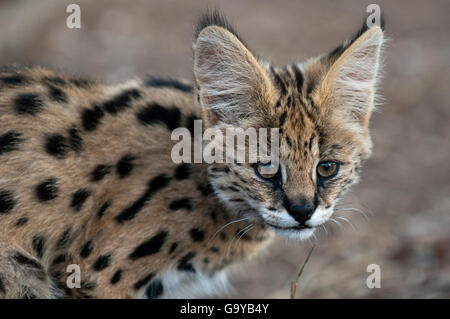 Giovani Serval Cat (Leptailurus serval), prigionieri Hoedspruit specie in via di estinzione centro, Kapama Game Reserve, Sud Africa e Africa Foto Stock