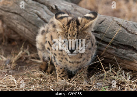 Giovani Serval Cat (Leptailurus serval), prigionieri Hoedspruit specie in via di estinzione centro, Kapama Game Reserve, Sud Africa e Africa Foto Stock