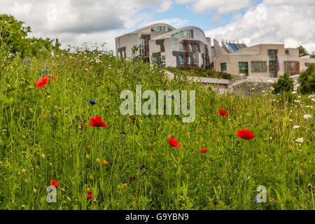 Edimburgo, Scozia, Regno Unito. 1 Luglio, 2016. In occasione del centenario della nascita di inizio della Battaglia delle Somme, papaveri fioriscono nei giardini del parlamento scozzese Credito: Richard Dyson/Alamy Live News Foto Stock