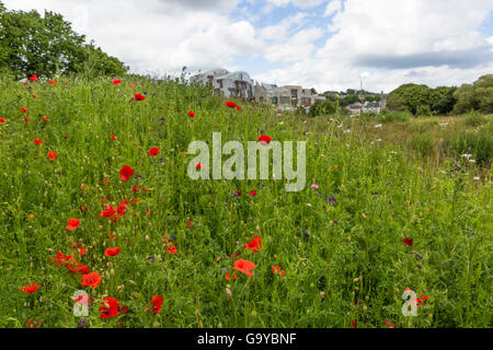 Edimburgo, Scozia, Regno Unito. 1 Luglio, 2016. In occasione del centenario della nascita di inizio della Battaglia delle Somme, papaveri fioriscono nei giardini del parlamento scozzese Credito: Richard Dyson/Alamy Live News Foto Stock