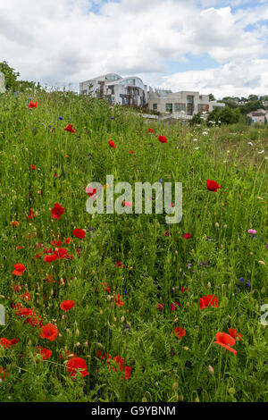 Edimburgo, Scozia, Regno Unito. 1 Luglio, 2016. In occasione del centenario della nascita di inizio della Battaglia delle Somme, papaveri fioriscono nei giardini del parlamento scozzese Credito: Richard Dyson/Alamy Live News Foto Stock