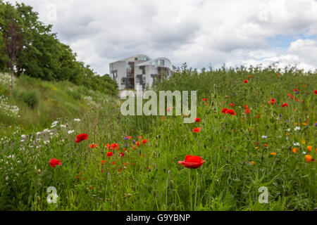 Edimburgo, Scozia, Regno Unito. 1 Luglio, 2016. In occasione del centenario della nascita di inizio della Battaglia delle Somme, papaveri fioriscono nei giardini del parlamento scozzese Credito: Richard Dyson/Alamy Live News Foto Stock