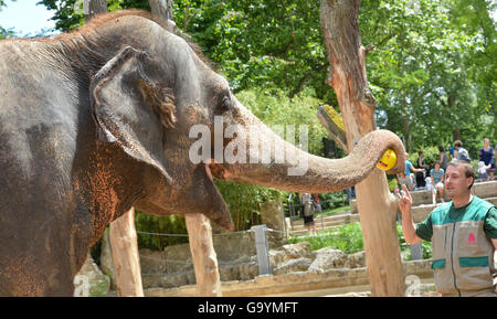 Stuttgart, Germania. 04 Luglio, 2016. Oracle elephant 'Zella' sceglie la bandiera della Germania su di esso. Determinando così la Germania come il vincitore del semi-finale contro la Francia in a Stoccarda, Germania, 04 luglio 2016. Foto: FRANZISKA KRAUFMANN/dpa/Alamy Live News Foto Stock