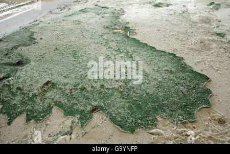 Stuart, Stati Uniti. 04 Luglio, 2016. Luglio 4, 2016 le alghe verdi è visto sulla riva di San Potito nel fiume Stuart, Florida il 4 luglio 2016. Le sostanze tossiche e alghe maleodoranti ha causato la chiusura temporanea della vicina vasca Reef Beach sull'Oceano Atlantico per nuotatori sul normalmente occupato il quarto di luglio vacanza. (Paul Hennessy/Alamy) Foto Stock