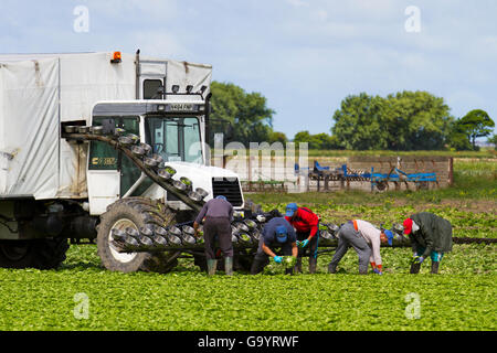 Tarleton, Lancashire, Regno Unito. Regno Unito Meteo. Inizio brillante e migliorando le temperature come lavoratori migranti dell'UE il raccolto di colture di insalata di soddisfare gli ordini di supermercati. L'alternanza di righe di rosso Romaine e l'accendino verde lattuga cos evidenziata dai primi raggi del sole. L'occupazione di lavoratori migranti è un po' in dubbio come il governo si rifiuta di garantire quei cittadini UE che risiedono nel Regno Unito possono soggiornare. Credito: MediaWorldImages/Alamy Live News Foto Stock