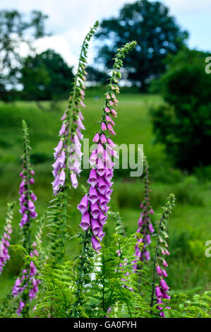 Digitalis purpurea (Comune Foxglove) in Knole Deer Park Foto Stock