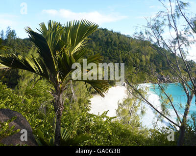 Vista del paesaggio tropicale della costa di Anse Georgette, Seicelle Foto Stock