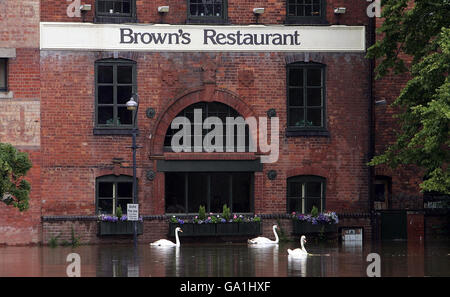 Le inondazioni colpiscono la Gran Bretagna. I cigni nuotano lungo il fiume Severn passando davanti alla finestra del Browns Resturant a Worcester, Worcestershire. Foto Stock