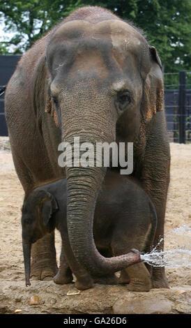 Lo Zoo di Dublino di elefanti Foto Stock