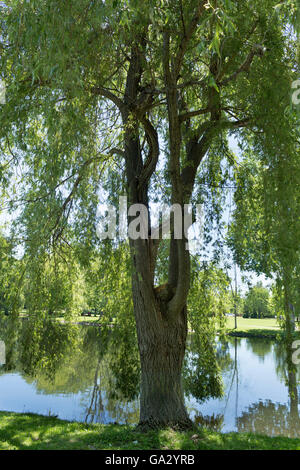 Willow Tree che si affaccia sul fiume Tay in Stewart Park di Perth Ontario Canada Foto Stock