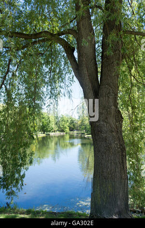 Guardando attraverso un salice che si affaccia sul fiume Tay in Stewart Park di Perth Ontario Canada Foto Stock