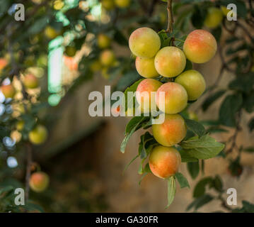 Talloni realizzati in nazar village Foto Stock