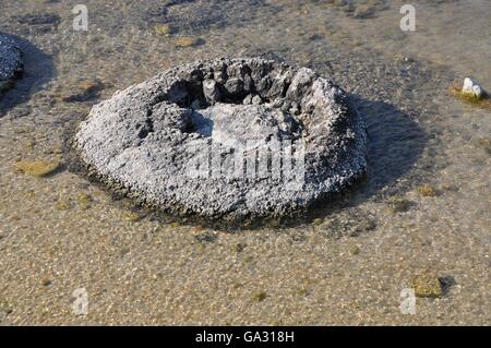 Primo piano di rara vivere fossili marini, stromatolite, nella soluzione salina, chiaro lago costiere Thetis in Western Australia. Foto Stock