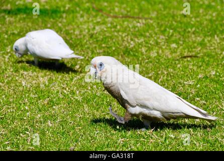 Poco Corella cacatua volatili con piume bianche e blu-eyed patch su un luminoso erba verde dello sfondo. Foto Stock