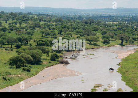 Elefante africano (Loxodonta africana africana) attraversando il fiume Tarangire, Parco Nazionale di Tarangire e, Tanzania Foto Stock