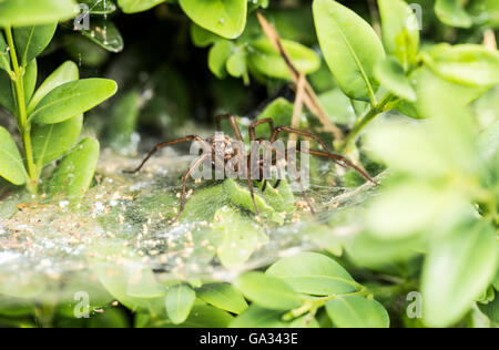 Un ragno nel giardino. Foto Stock