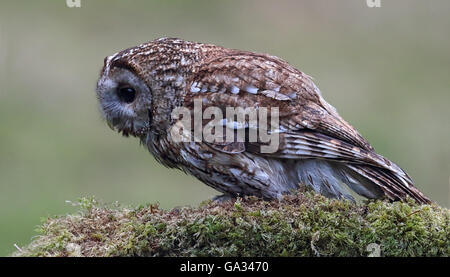 Allocco (Strix aluco) appollaiato su un albero di muschio filiale. Gli uccelli selvatici non è prigioniera. Preso in Scozia. Foto Stock